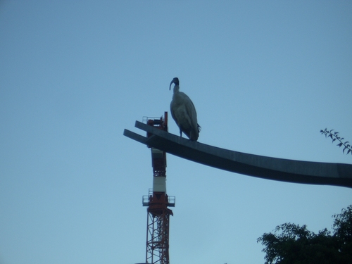 [Picture: Big Australian bird]