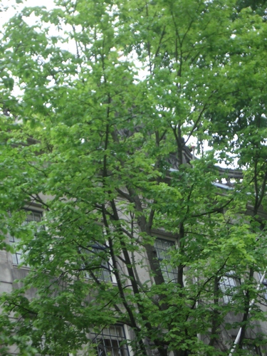 [Picture: Trees and Dutch building]