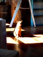 [picture: Marzipan the cat in the sun 3]