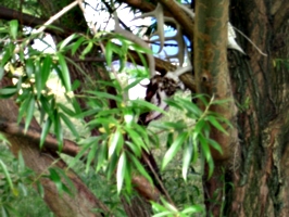 [picture: Deer skulls in the willow tree 1]