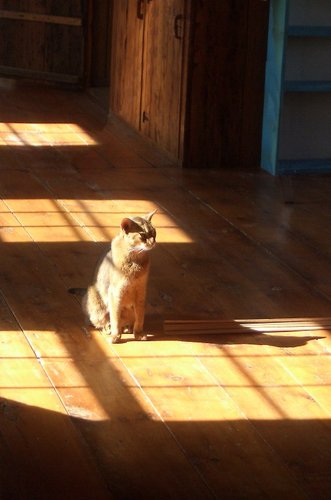 [Picture: Marzipan the cat in the sun 2]