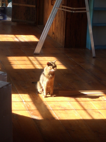 [Picture: Marzipan the cat in the sun 1]