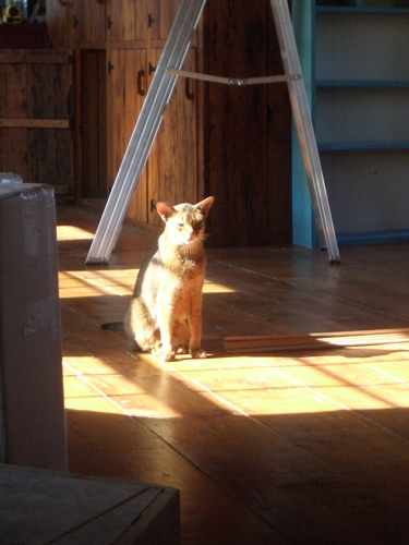 [Picture: Marzipan the cat in the sun 3]
