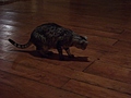 [Picture: Cosmos the cat hunts a moth]