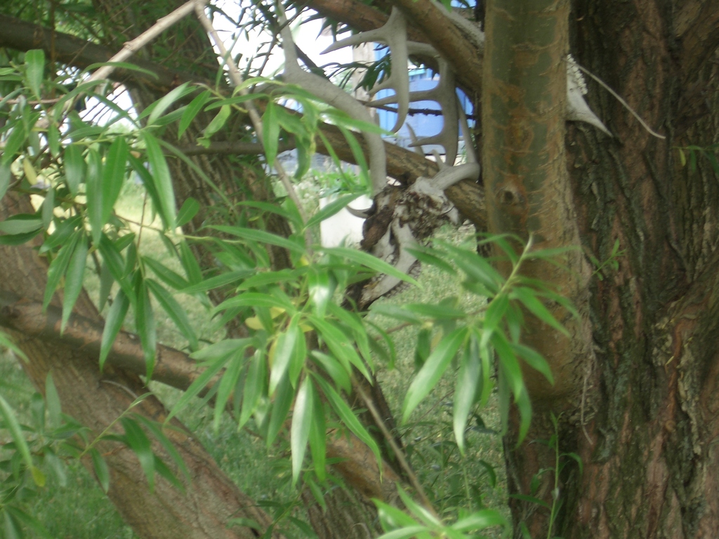[Picture: Deer skulls in the willow tree 1]