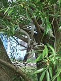 [Picture: Deer skulls in the willow tree 2]