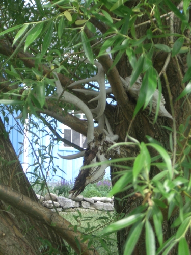 [Picture: Deer skulls in the willow tree 2]