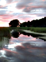 [picture: Lake Ontario Reeds at Sunset 3]