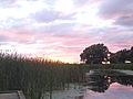 [Picture: Lake Ontario Reeds at Sunset 2]