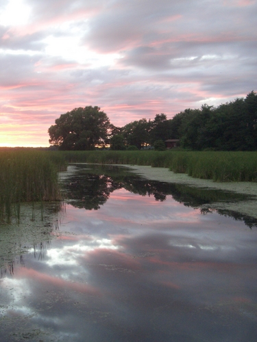 [Picture: Lake Ontario Reeds at Sunset 3]