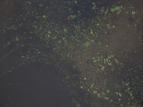 [Picture: Pond scum texture]