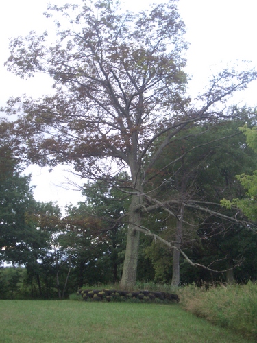 [Picture: Cherry Valley Tree]