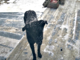 [picture: Rueben the Dog in the Snow]