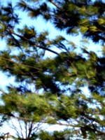 [picture: Pine trees against the sky]
