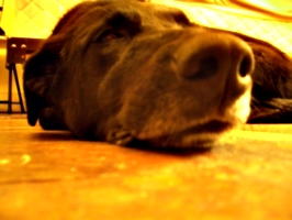 [picture: Dog nose 4]