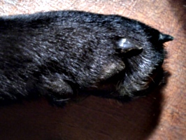 [picture: Dog's Paw]