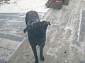 [Picture: Rueben the Dog in the Snow]