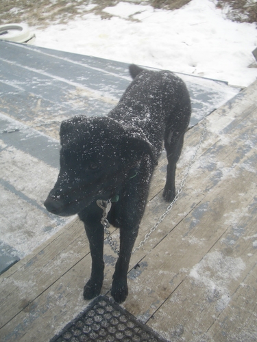 [Picture: Rueben the Dog in the Snow 2]