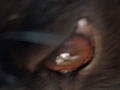 [Picture: Devil dog eye]