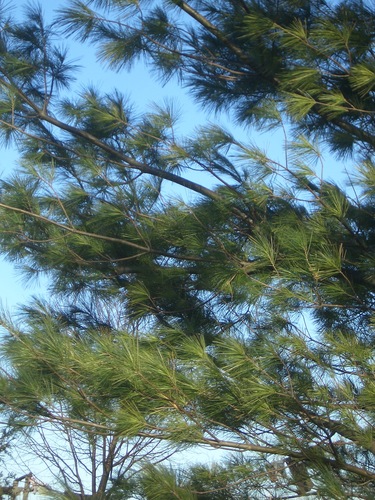 [Picture: Pine trees against the sky]