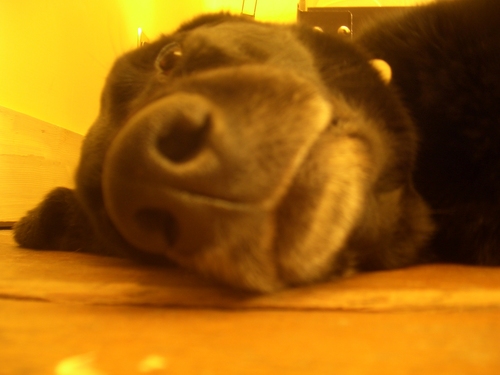 [Picture: Dog nose 3]