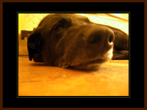 [Picture: Dog nose 6: Morose Dog]