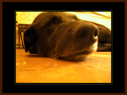 [Picture: Dog nose 5]