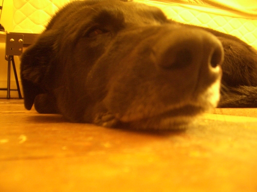 [Picture: Dog nose 4]