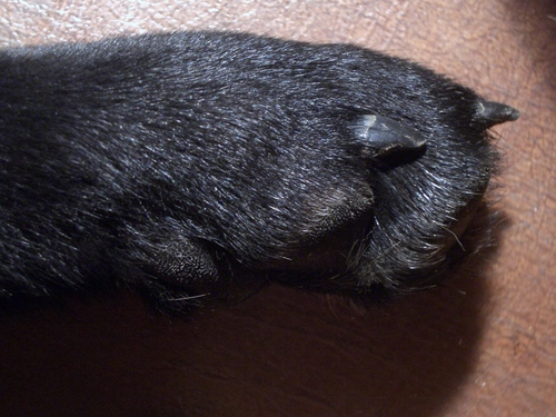 [Picture: Dog’s Paw]