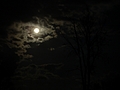 [Picture: Moon, Clouds, Tree]