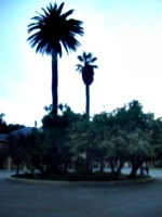 [picture: Palm tree traffic circle]