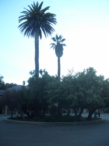 [Picture: Palm tree traffic circle]