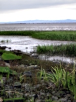 [picture: Marshy inlet]