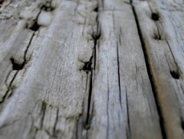 [picture: Driftwood 3: nail holes]