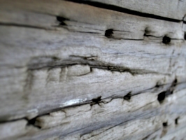 [picture: Driftwood 4: nail holes]