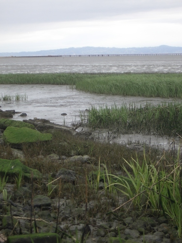 [Picture: Marshy inlet]