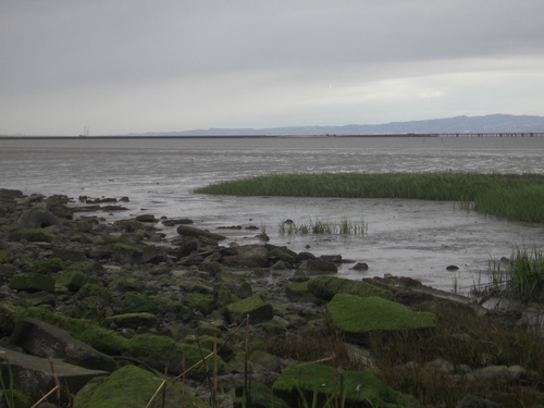 [Picture: Marshy inlet 2]