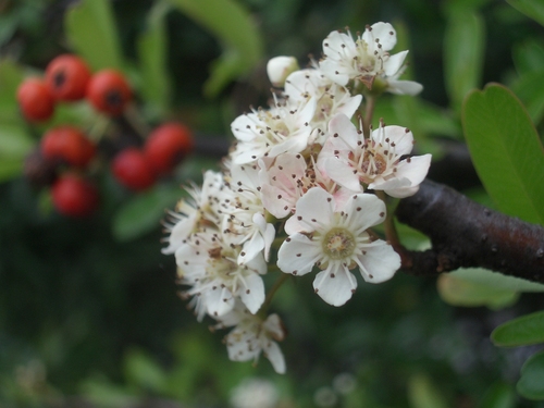 [Picture: White flower]