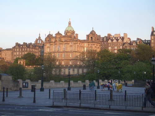 [Picture: Edinburgh cows]