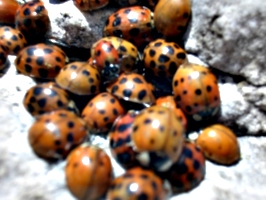 [picture: Ladybirds 2]