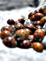 [picture: Ladybirds 5]