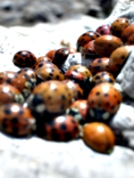 [picture: Ladybirds 6]