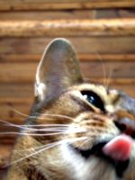 [picture: Marzipan the Cat 2: lick]