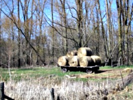 [picture: Hay cart 2]