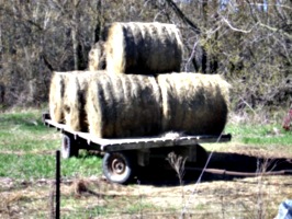 [picture: Hay cart 3]