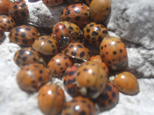 [Picture: Ladybirds 2]