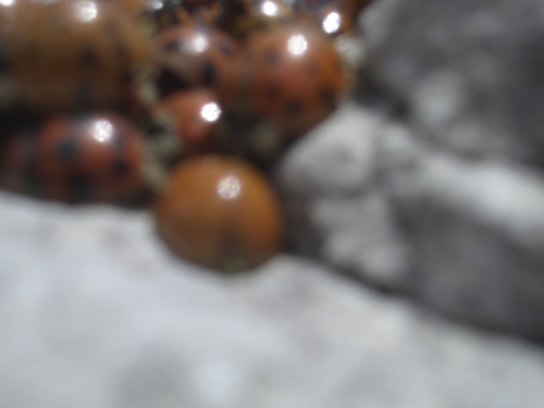 [Picture: Ladybirds 3]