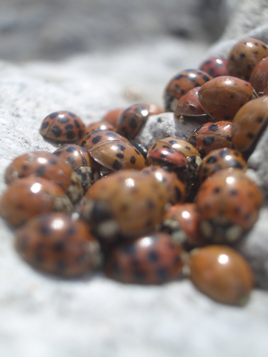 [Picture: Ladybirds 5]