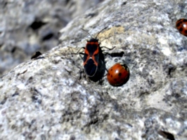 [Picture: Ladybirds 9]