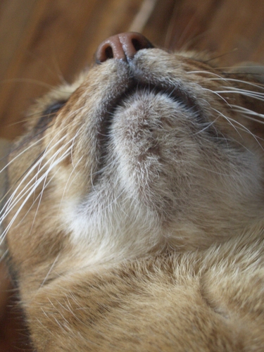 [Picture: Marzipan the Cat: chin]